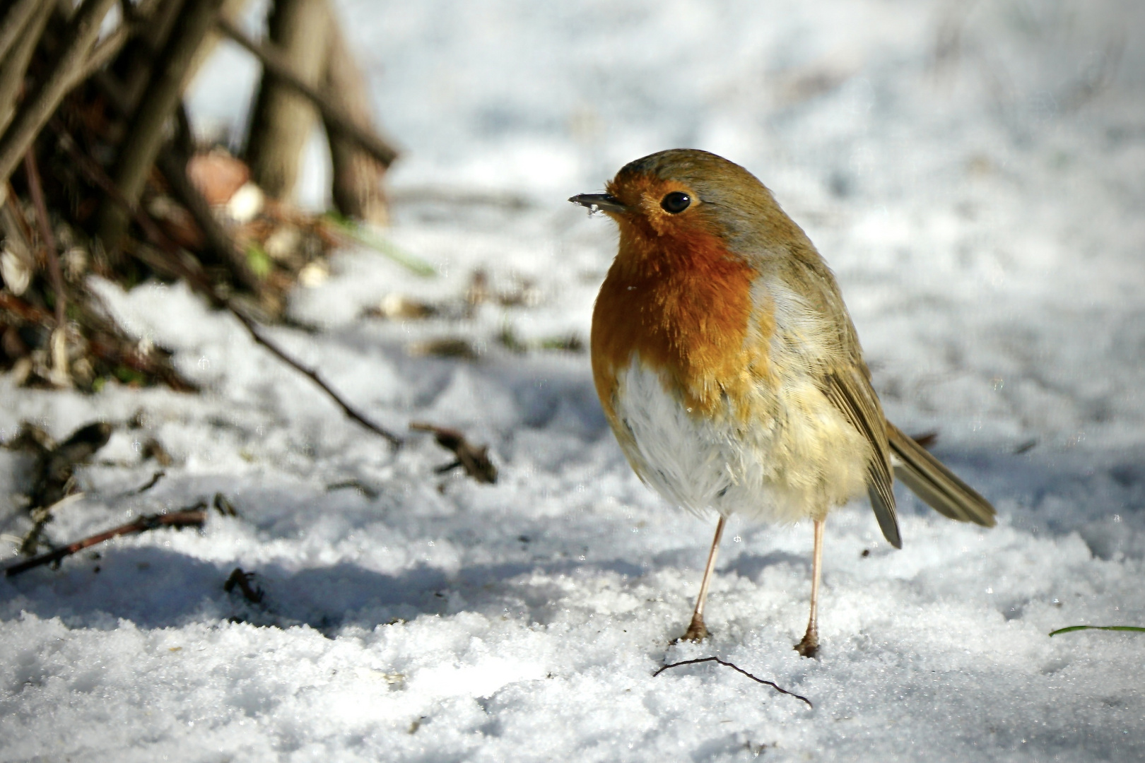 Rotkehlchen (Erithacus rubecula)