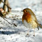 Rotkehlchen (Erithacus rubecula)