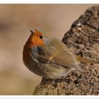 - Rotkehlchen - ( Erithacus rubecula )