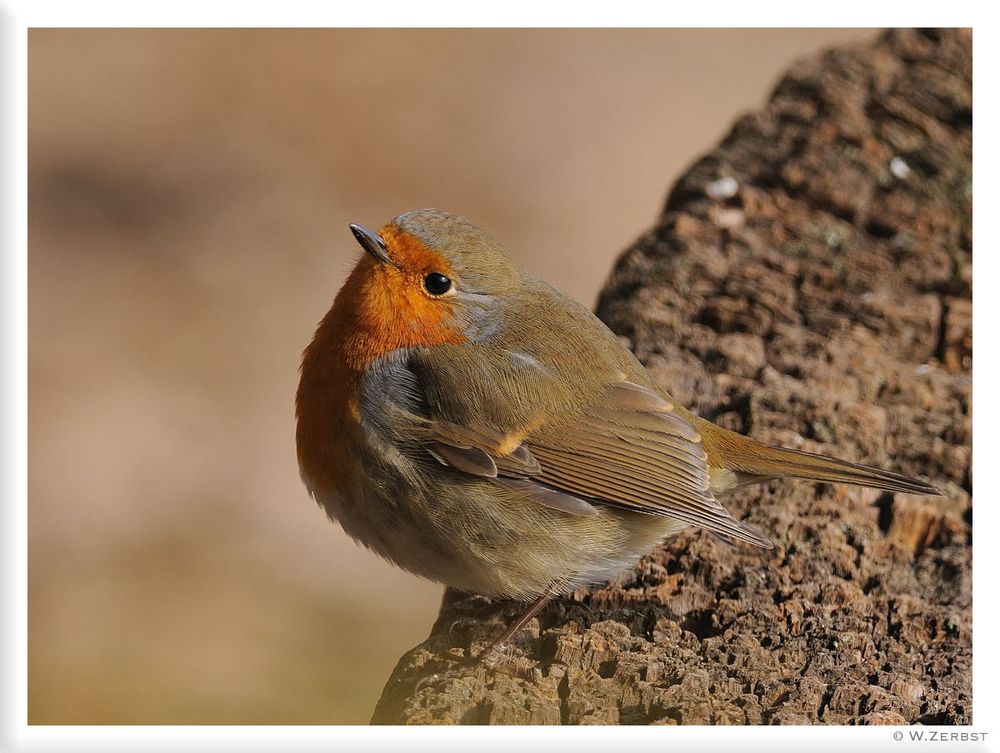 - Rotkehlchen - ( Erithacus rubecula )