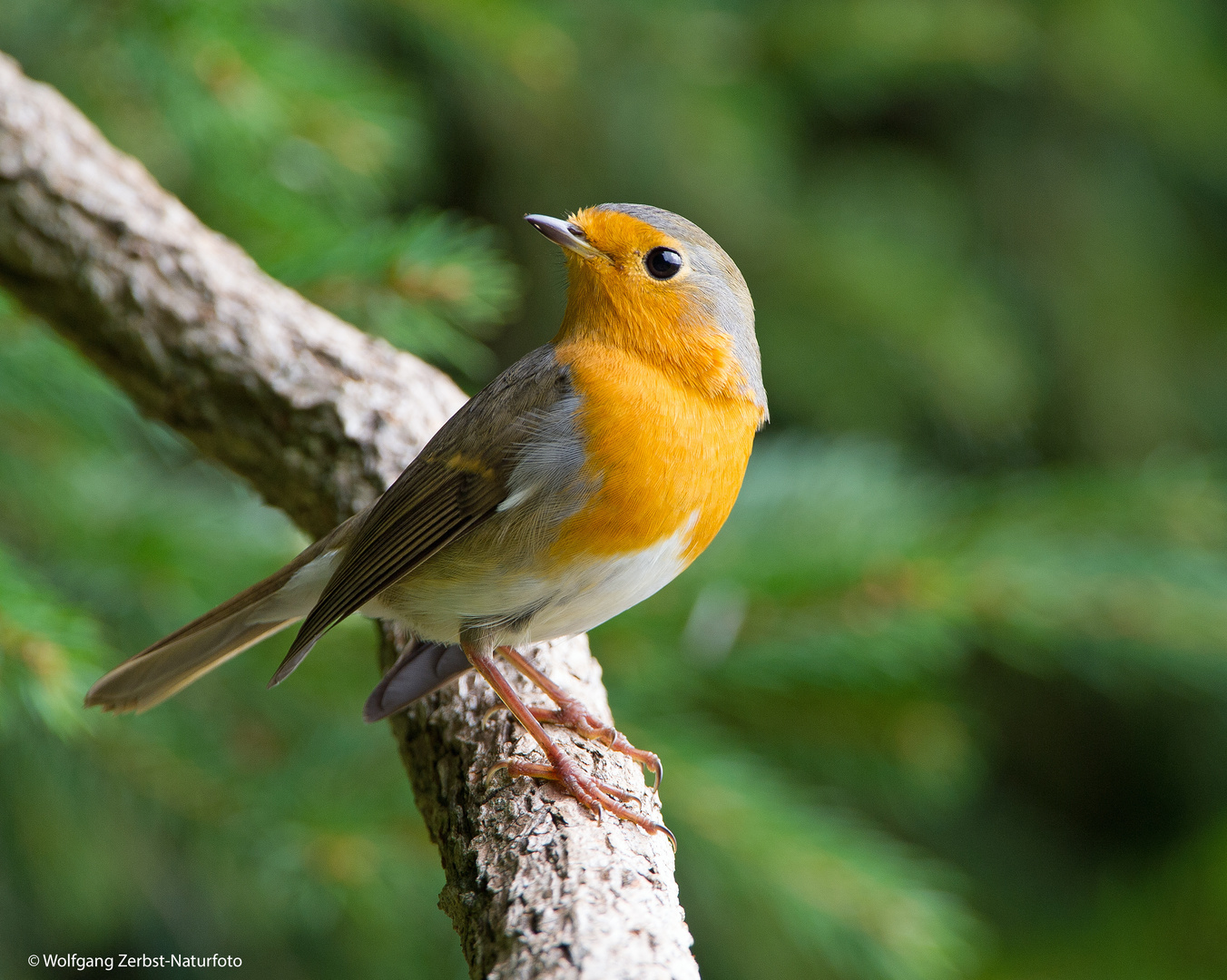 --- Rotkehlchen ---    ( Erithacus rubecula )