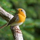 --- Rotkehlchen ---    ( Erithacus rubecula )