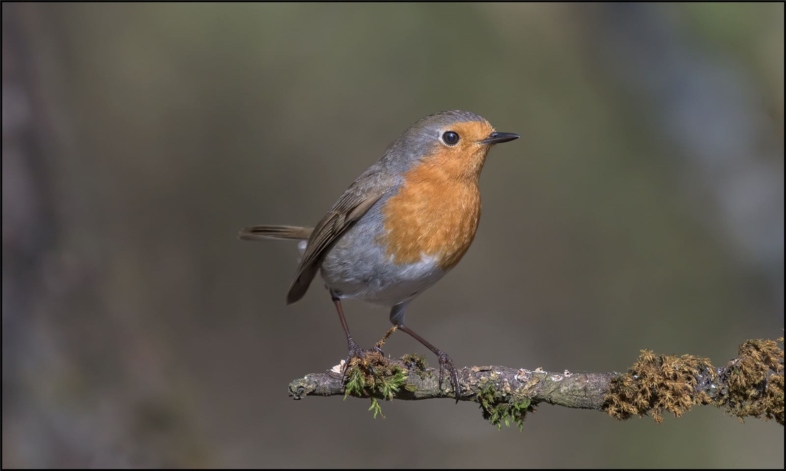 Rotkehlchen (Erithacus rubecula )