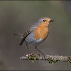 Rotkehlchen (Erithacus rubecula )