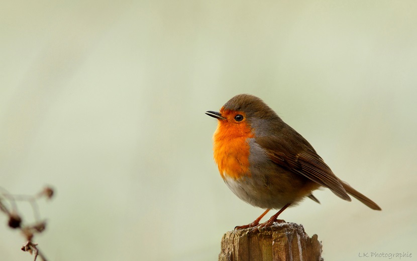 Rotkehlchen (Erithacus rubecula)