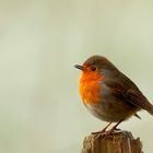 Rotkehlchen (Erithacus rubecula)