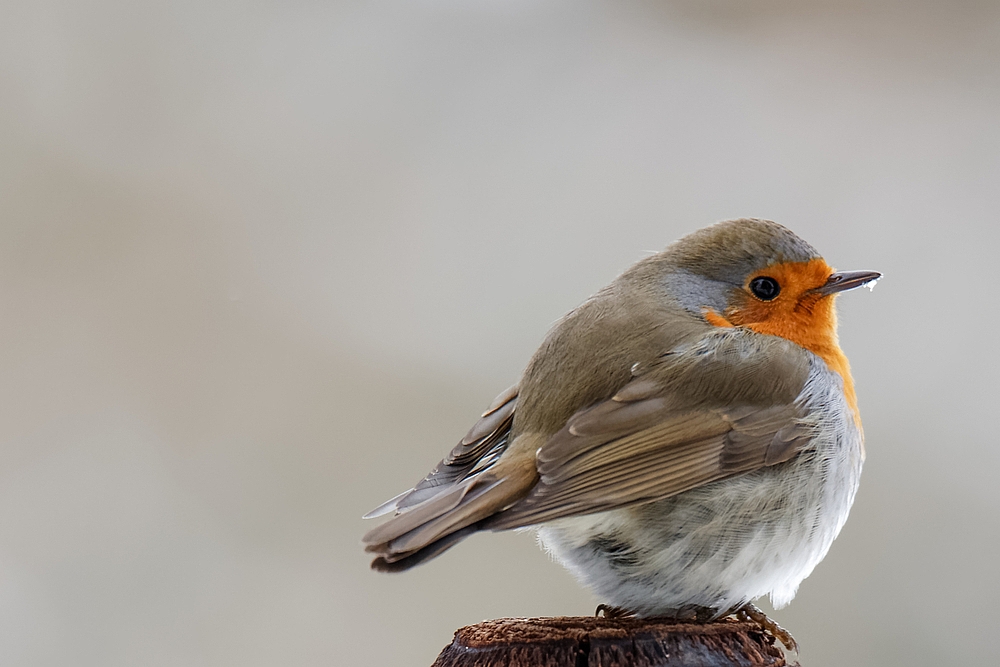 Rotkehlchen (Erithacus rubecula)