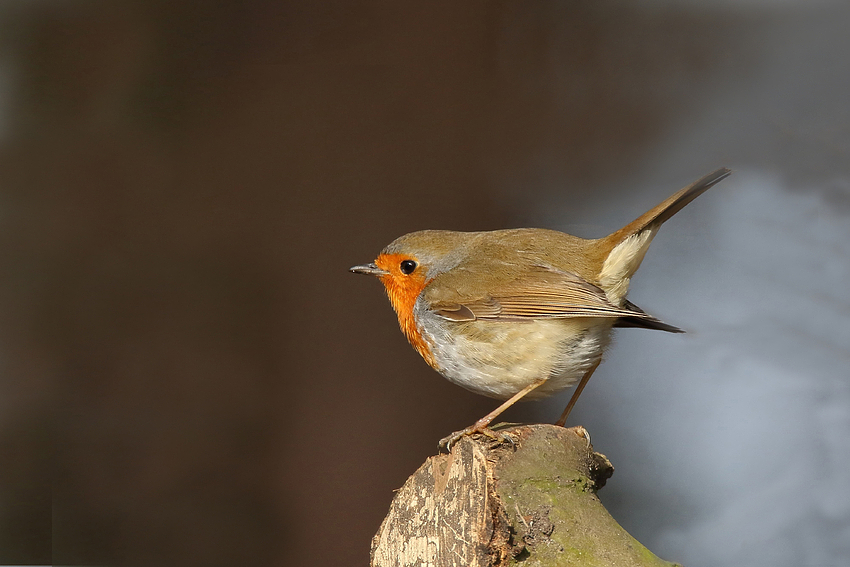 Rotkehlchen (Erithacus rubecula)