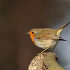 Rotkehlchen (Erithacus rubecula)