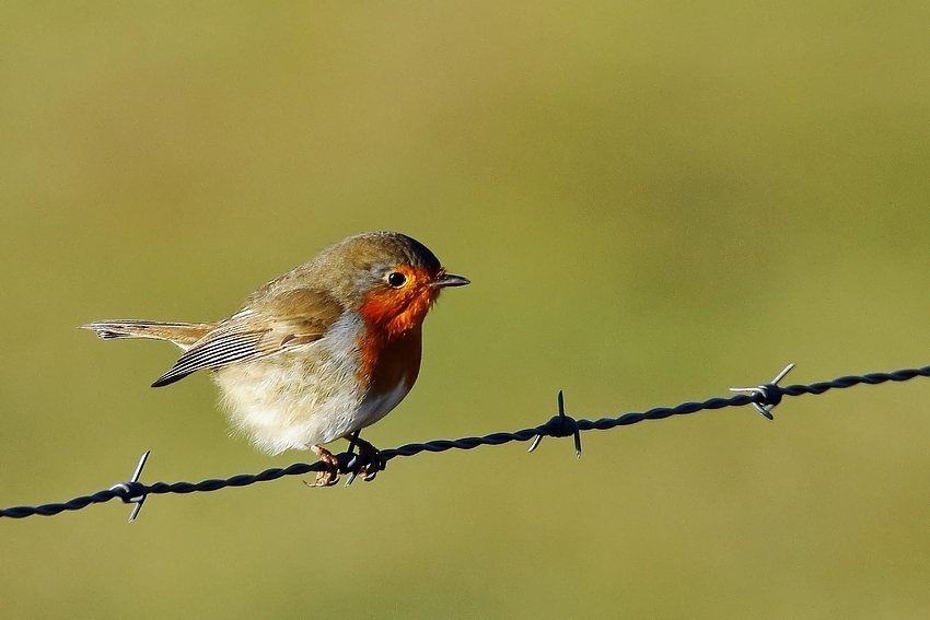 Rotkehlchen (Erithacus rubecula) 