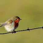 Rotkehlchen (Erithacus rubecula) 