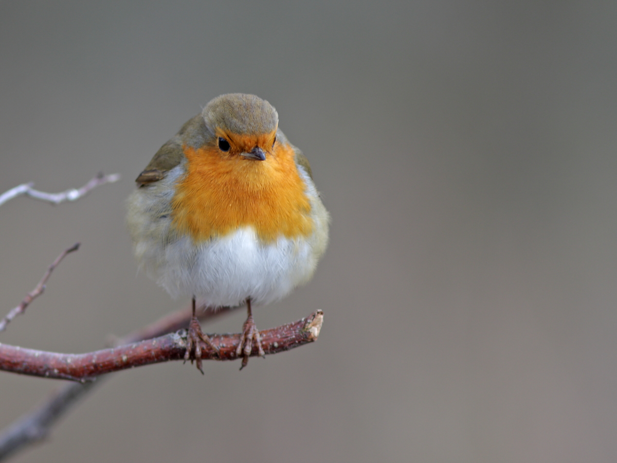 Rotkehlchen (Erithacus rubecula)