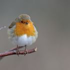 Rotkehlchen (Erithacus rubecula)