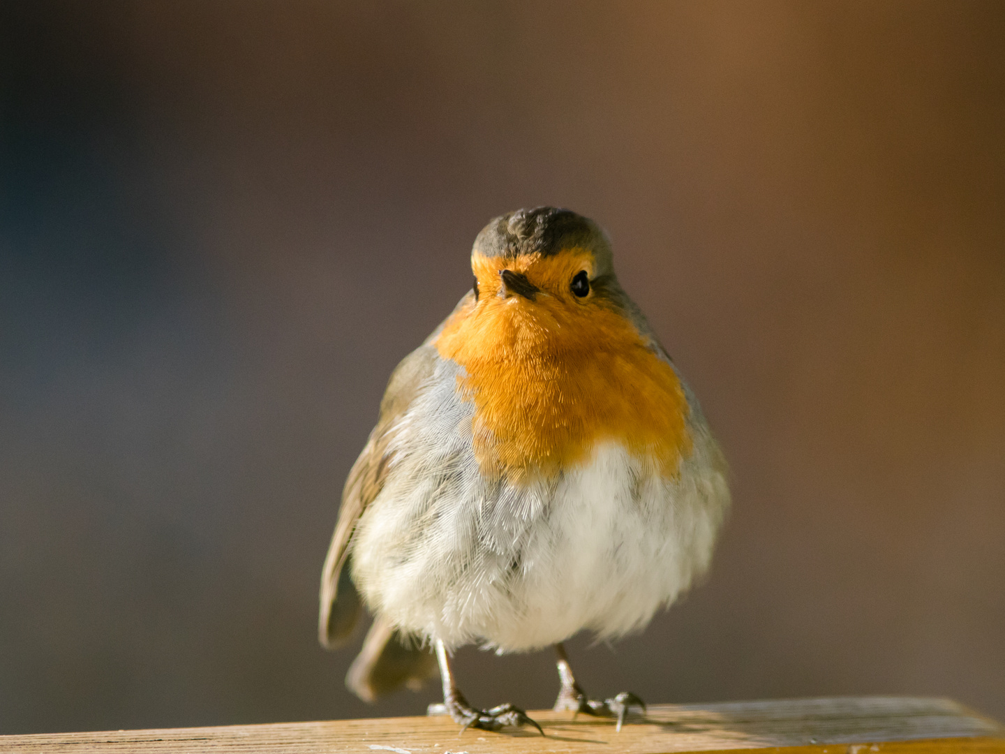  Rotkehlchen (Erithacus rubecula)