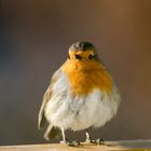  Rotkehlchen (Erithacus rubecula)