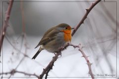 Rotkehlchen (Erithacus rubecula)