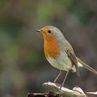  Rotkehlchen (Erithacus rubecula) 