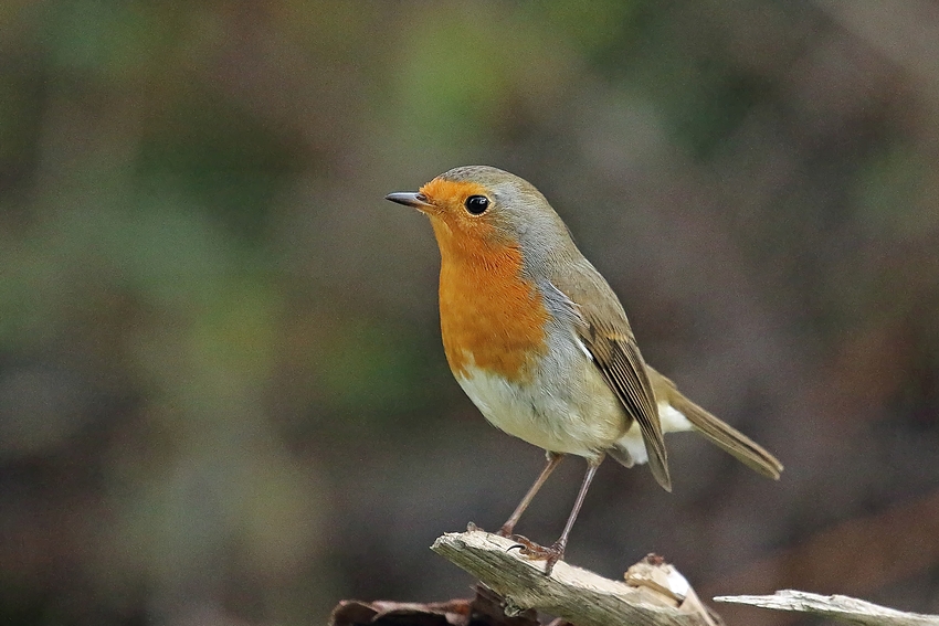  Rotkehlchen (Erithacus rubecula) 