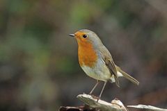  Rotkehlchen (Erithacus rubecula) 