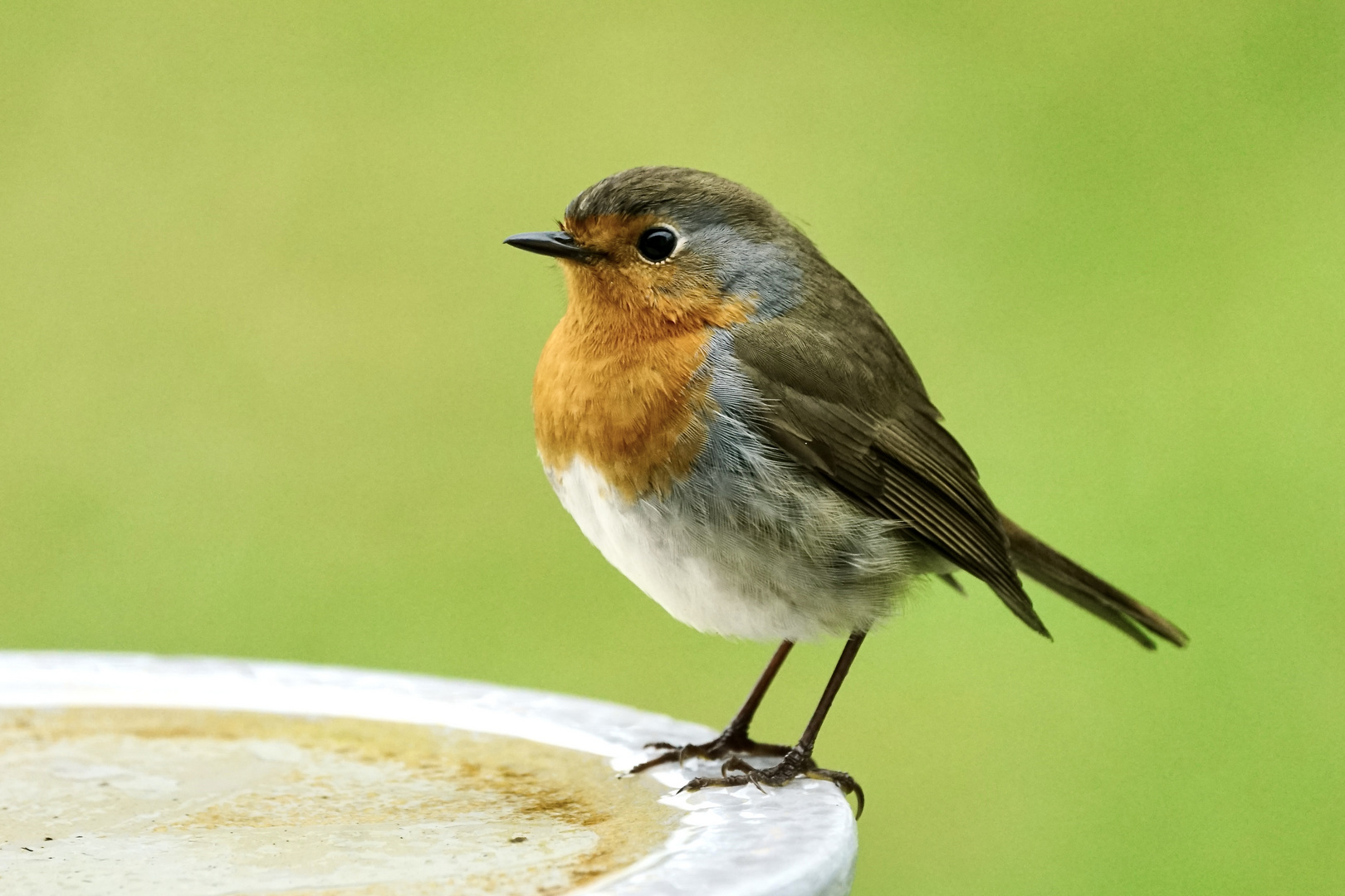 Rotkehlchen (Erithacus rubecula)