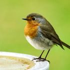 Rotkehlchen (Erithacus rubecula)