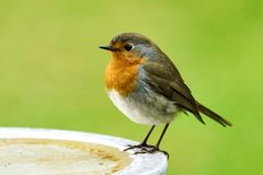 Rotkehlchen (Erithacus rubecula)