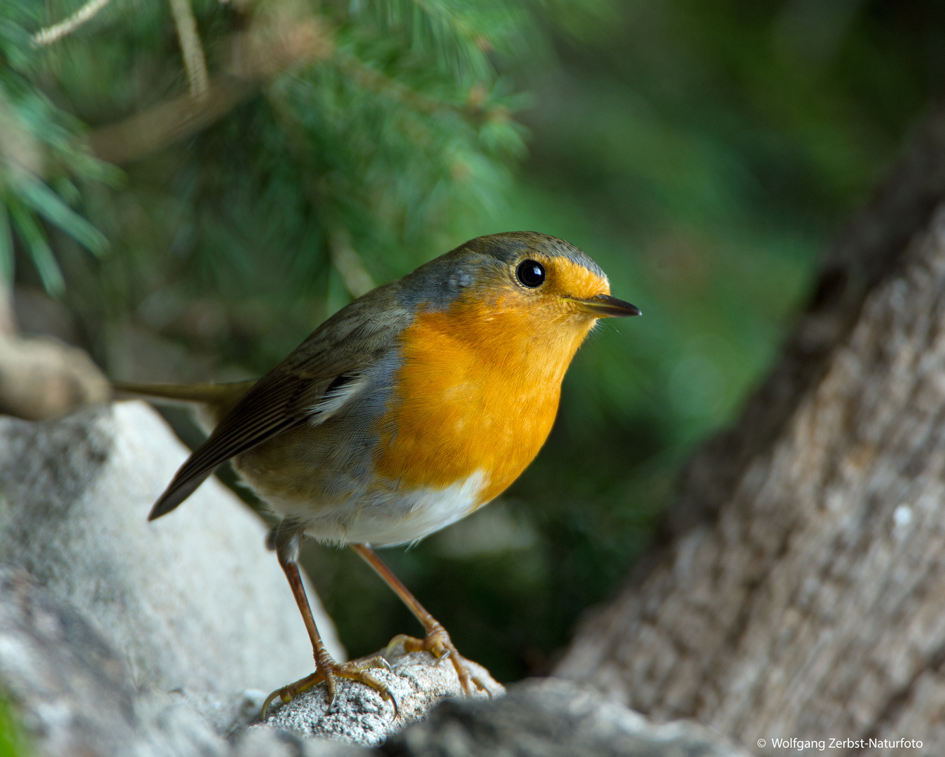 --- Rotkehlchen --   ( Erithacus rubecula )