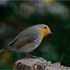 Rotkehlchen (Erithacus rubecula)