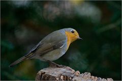 Rotkehlchen (Erithacus rubecula)