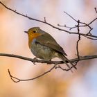 Rotkehlchen (Erithacus rubecula)