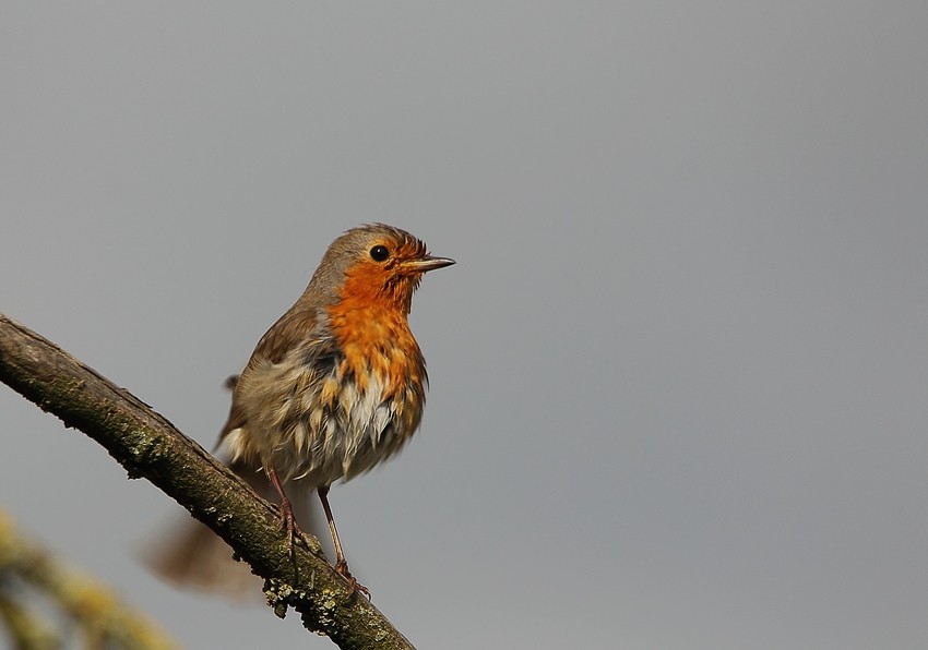 Rotkehlchen (Erithacus rubecula)