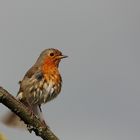 Rotkehlchen (Erithacus rubecula)