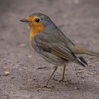 Rotkehlchen (Erithacus rubecula) 