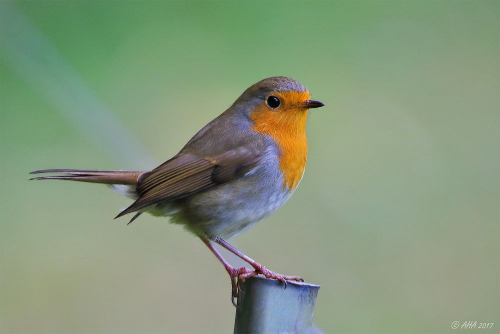 Rotkehlchen (Erithacus rubecula)