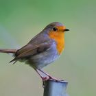 Rotkehlchen (Erithacus rubecula)