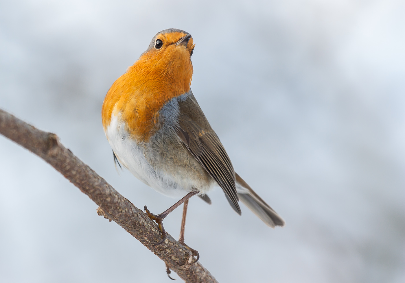 Rotkehlchen (Erithacus rubecula)