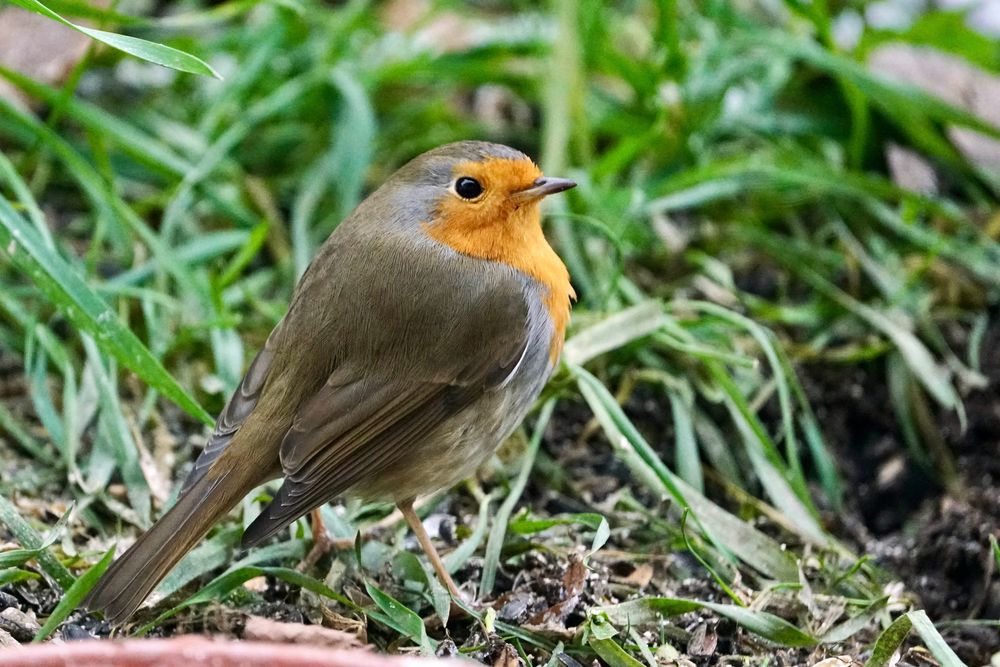 Rotkehlchen (Erithacus rubecula)