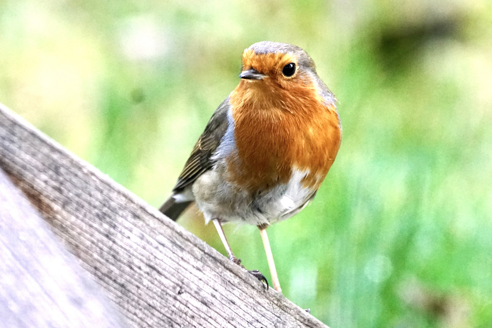 Rotkehlchen (Erithacus rubecula)