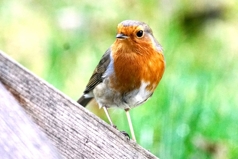 Rotkehlchen (Erithacus rubecula)