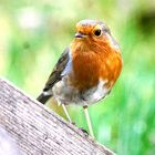 Rotkehlchen (Erithacus rubecula)