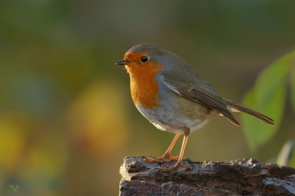 Rotkehlchen (Erithacus rubecula)... 