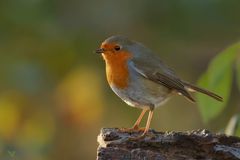 Rotkehlchen (Erithacus rubecula)... 