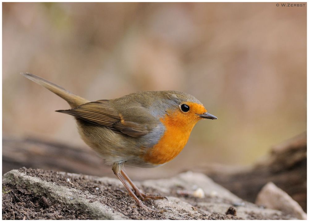 - Rotkehlchen - ( Erithacus rubecula )