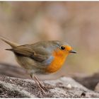 - Rotkehlchen - ( Erithacus rubecula )