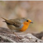 - Rotkehlchen - ( Erithacus rubecula )