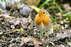 Rotkehlchen (Erithacus rubecula)