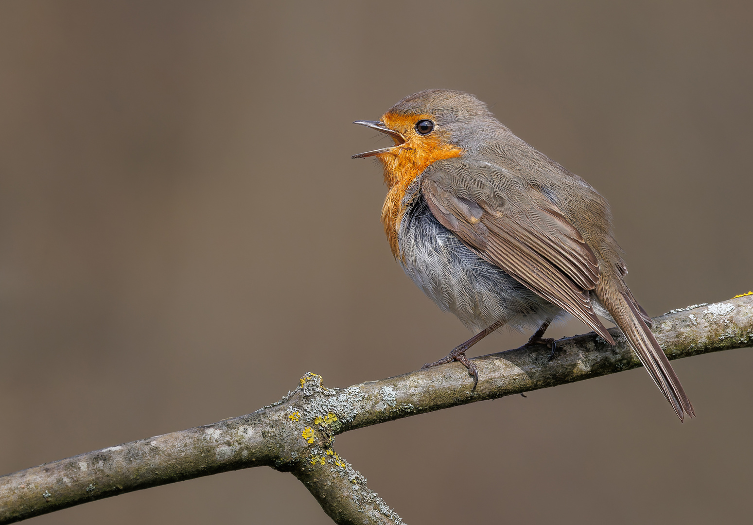 Rotkehlchen (Erithacus rubecula)