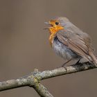 Rotkehlchen (Erithacus rubecula)