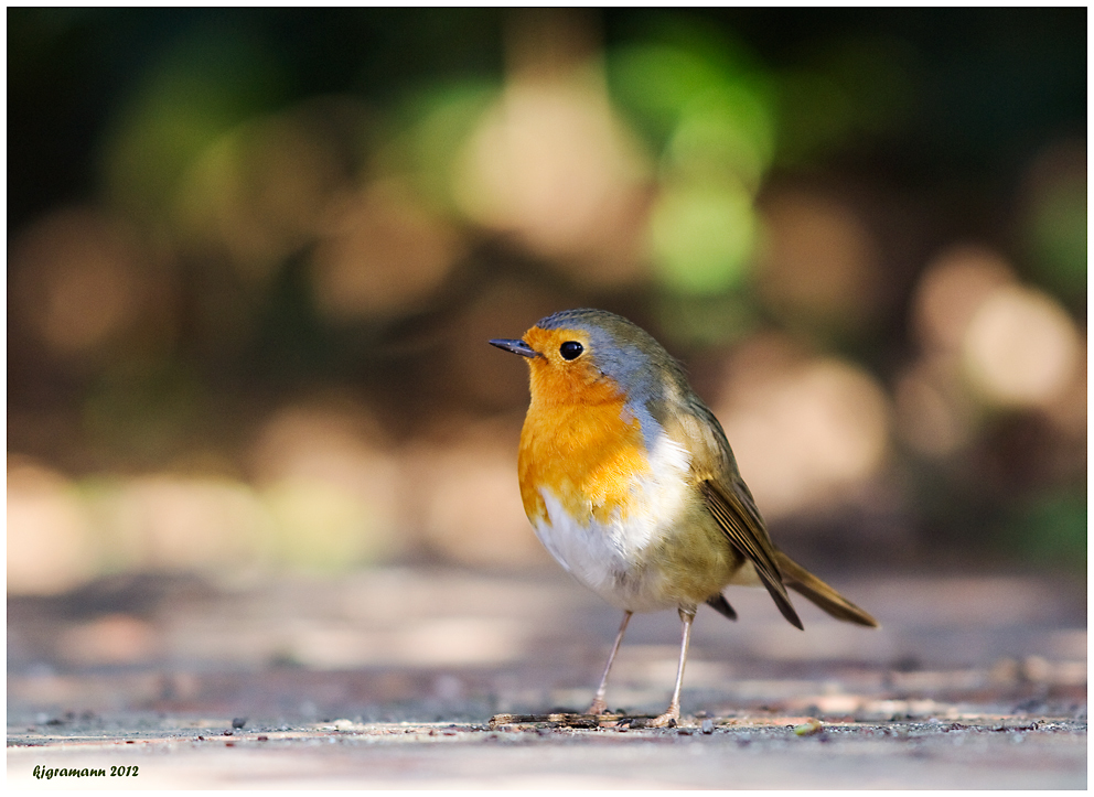 Rotkehlchen (Erithacus rubecula)....