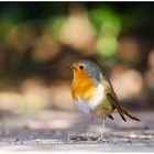 Rotkehlchen (Erithacus rubecula)....